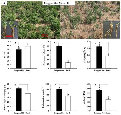 Physiological characteristics and transcriptomic analyses of alfalfa root crown in wintering